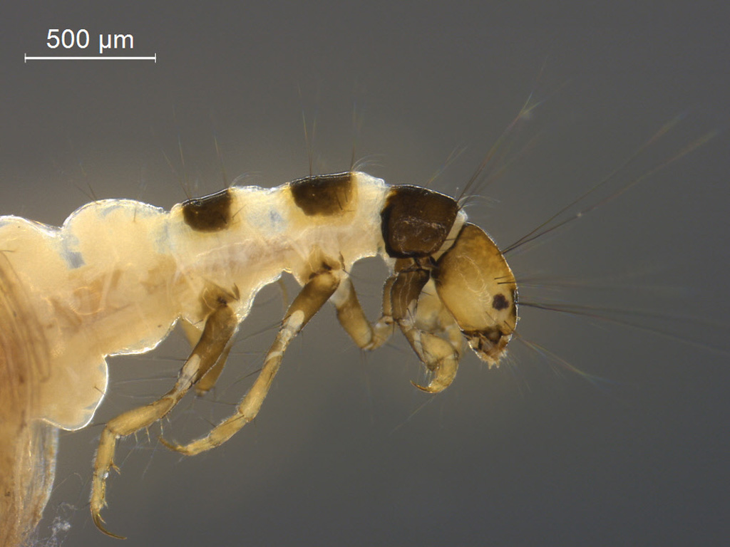 Agraylea multipunctata